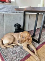 Lilly, a female Labrador Retriever for sale in Cranford, NJ – Photo 5 of 10