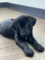 Lilly, a female Labrador Retriever for sale in Cranford, NJ – Photo 1 of 10