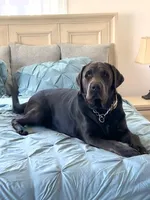 Lilly, a female Labrador Retriever for sale in Cranford, NJ – Photo 8 of 10