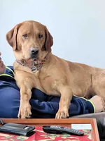 Lilly, a female Labrador Retriever for sale in Cranford, NJ – Photo 9 of 10