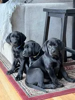 Lilly, a female Labrador Retriever for sale in Cranford, NJ – Photo 4 of 10