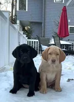 Lilly, a female Labrador Retriever for sale in Cranford, NJ – Photo 6 of 10