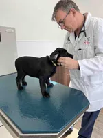 Lilly, a female Labrador Retriever for sale in Cranford, NJ – Photo 3 of 10