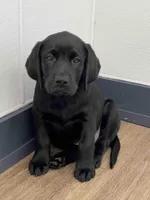 Lilly, a female Labrador Retriever for sale in Cranford, NJ – Photo 2 of 10