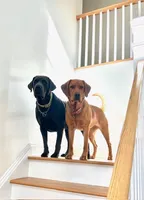 Wyatt, a male Labrador Retriever for sale in Cranford, NJ – Photo 6 of 7