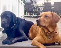 Wyatt, a male Labrador Retriever for sale in Cranford, NJ – Photo 7 of 7