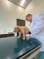 Wyatt, a male Labrador Retriever for sale in Cranford, NJ – Photo 2 of 7