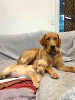 Wyatt, a male Labrador Retriever for sale in Cranford, NJ – Photo 3 of 7