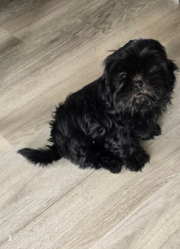 Bailey – Shih Tzu puppy for sale in Grand Junction, CO