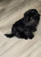 Bailey, a male Shih Tzu for sale in Grand Junction, CO – 1 of 2