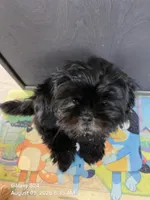Bailey, a male Shih Tzu for sale in Grand Junction, CO – 2 of 2