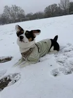 HAM, a male Pembroke Welsh Corgi for sale in Aiken, SC – Photo 4 of 5