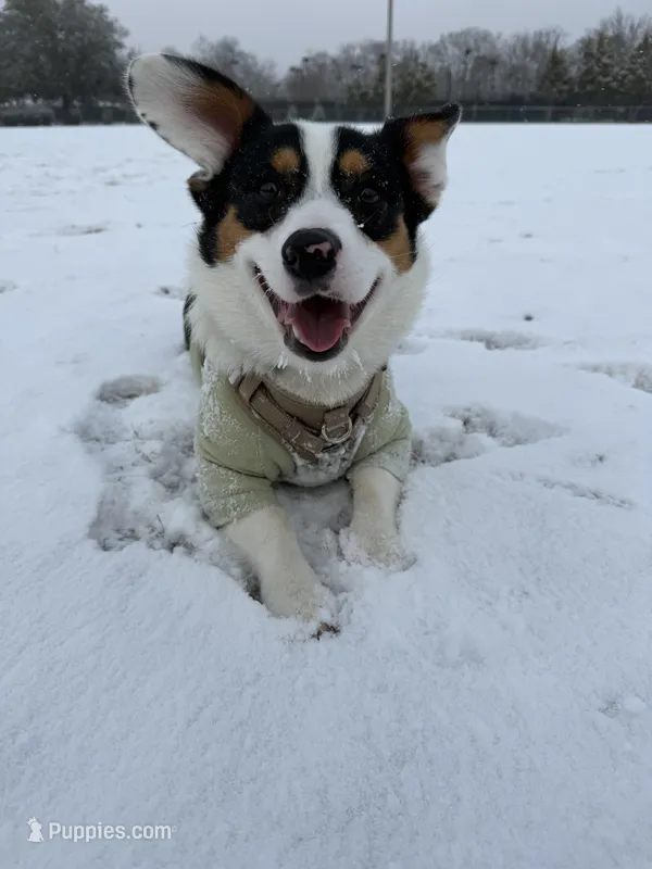 HAM – Pembroke Welsh Corgi puppy for sale in Aiken, SC