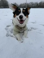 HAM, a male Pembroke Welsh Corgi for sale in Aiken, SC – Photo 1 of 5
