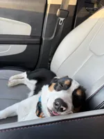 HAM, a male Pembroke Welsh Corgi for sale in Aiken, SC – Photo 3 of 5