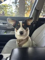 HAM, a male Pembroke Welsh Corgi for sale in Aiken, SC – Photo 2 of 5