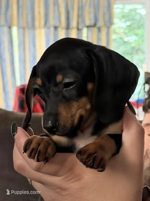 Arlo – Miniature Dachshund puppy for sale in Gaston, SC