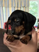Arlo, a male Miniature Dachshund for sale in Gaston, SC – Photo 1 of 2
