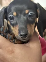 Arlo, a male Miniature Dachshund for sale in Gaston, SC – Photo 2 of 2