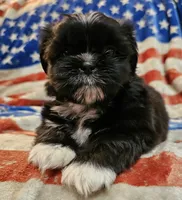 Simba, a male Shih Tzu for sale in Lakeland, FL – 3 of 8