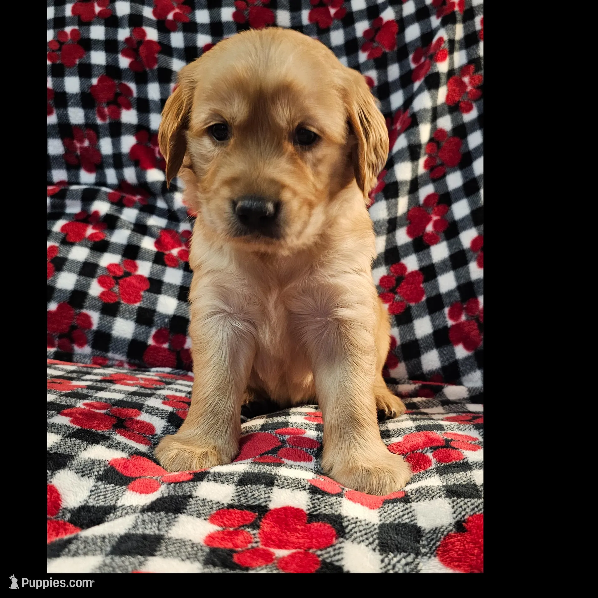 Sissy, a female Golden Retriever for sale in Lakeland, FL – Photo 3 of 3