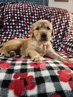 Sissy, a female Golden Retriever for sale in Lakeland, FL – Photo 1 of 3