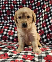 Sissy, a female Golden Retriever for sale in Lakeland, FL – Photo 2 of 3