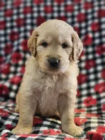 Molly, a female Golden Retriever for sale in Lakeland, FL – Photo 3 of 3