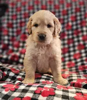 Molly, a female Golden Retriever for sale in Lakeland, FL – Photo 2 of 3