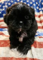 Max, a male Shih Tzu for sale in Lakeland, FL – 7 of 7