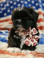 Simba, a male Shih Tzu for sale in Lakeland, FL – 6 of 8