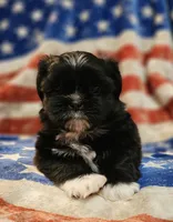 Simba, a male Shih Tzu for sale in Lakeland, FL – 8 of 8