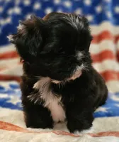 Simba, a male Shih Tzu for sale in Lakeland, FL – 2 of 8