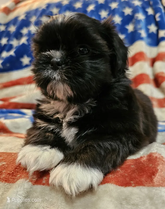 Simba, a male Shih Tzu for sale in Lakeland, FL – 1 of 8