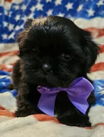 Bear, a male Shih Tzu for sale in Lakeland, FL – 2 of 7