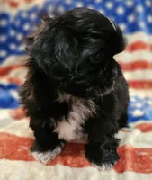 Max, a male Shih Tzu for sale in Lakeland, FL – 2 of 7
