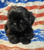 Bear, a male Shih Tzu for sale in Lakeland, FL – 3 of 7