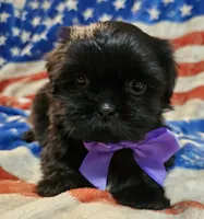 Bear, a male Shih Tzu for sale in Lakeland, FL – 7 of 7