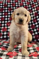 Ally, a female Golden Retriever for sale in Lakeland, FL – Photo 4 of 4