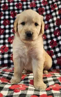 Ally, a female Golden Retriever for sale in Lakeland, FL – Photo 1 of 4