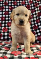 Ally, a female Golden Retriever for sale in Lakeland, FL – Photo 3 of 4
