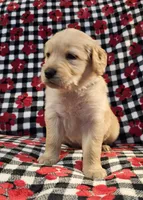 Ally, a female Golden Retriever for sale in Lakeland, FL – Photo 2 of 4