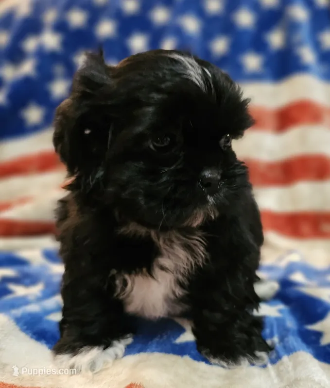 Max, a male Shih Tzu for sale in Lakeland, FL – 1 of 7