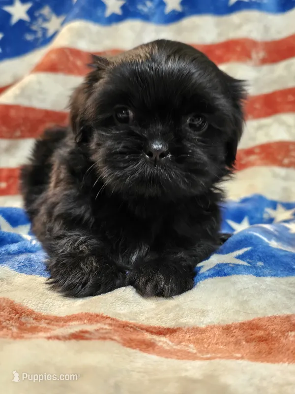 Bear, a male Shih Tzu for sale in Lakeland, FL – 1 of 7