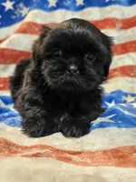 Bear, a male Shih Tzu for sale in Lakeland, FL – 1 of 7