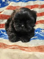 Bear, a male Shih Tzu for sale in Lakeland, FL – 6 of 7
