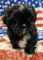 Max, a male Shih Tzu for sale in Lakeland, FL – 5 of 7