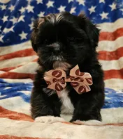Simba, a male Shih Tzu for sale in Lakeland, FL – 7 of 8