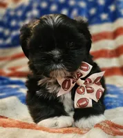 Simba, a male Shih Tzu for sale in Lakeland, FL – 4 of 8