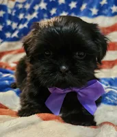 Bear, a male Shih Tzu for sale in Lakeland, FL – 4 of 7